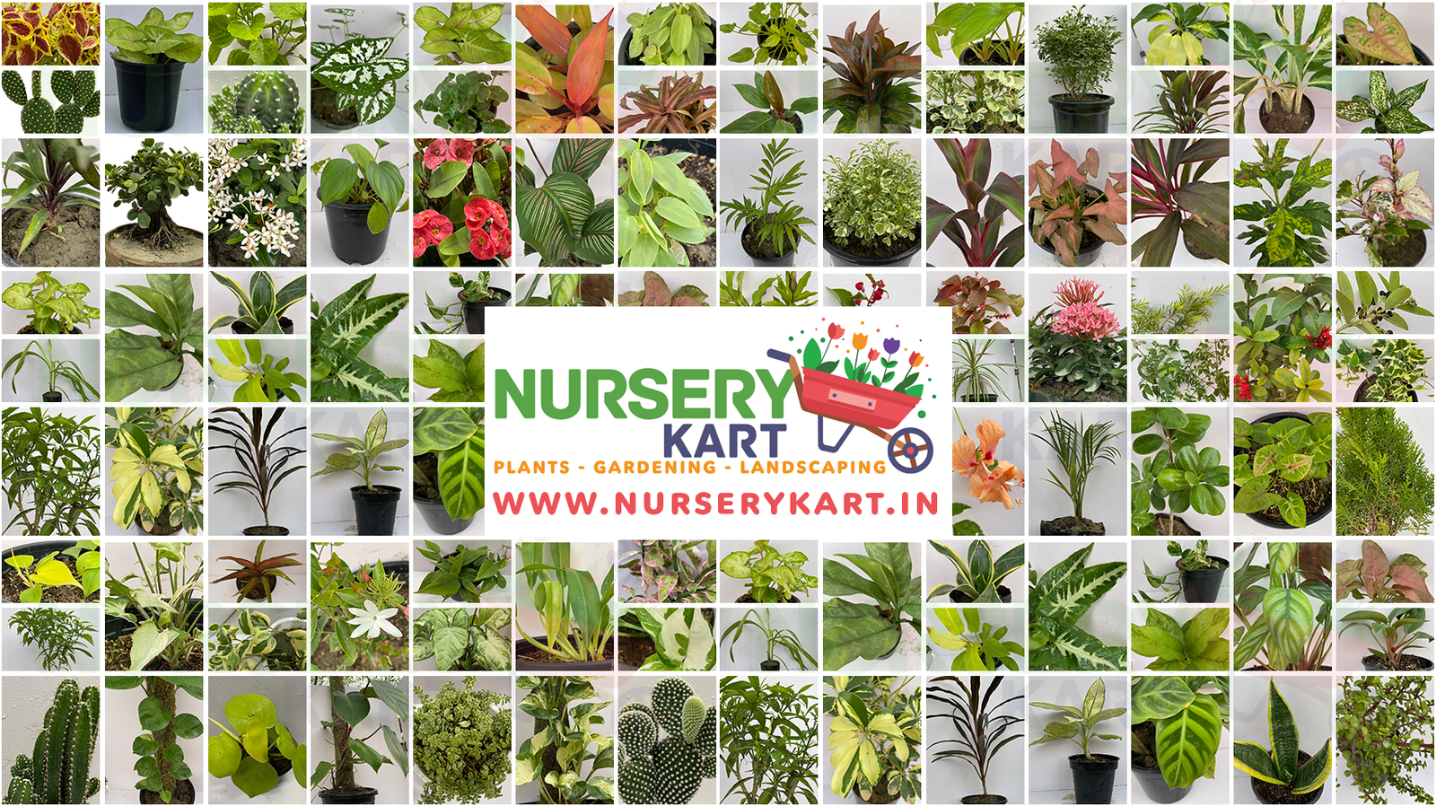 The Convenience of Buying Plants Online from Nursery Kart